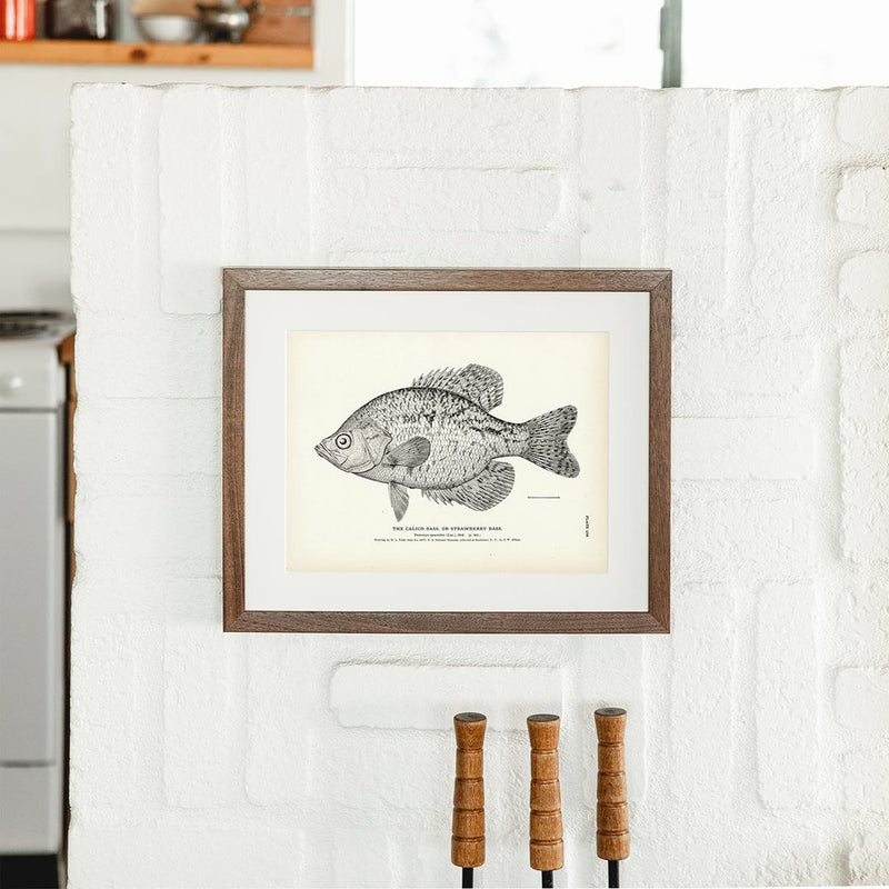 Calico Bass (Strawberry Bass) Art Print - Muir Way - Fisheries