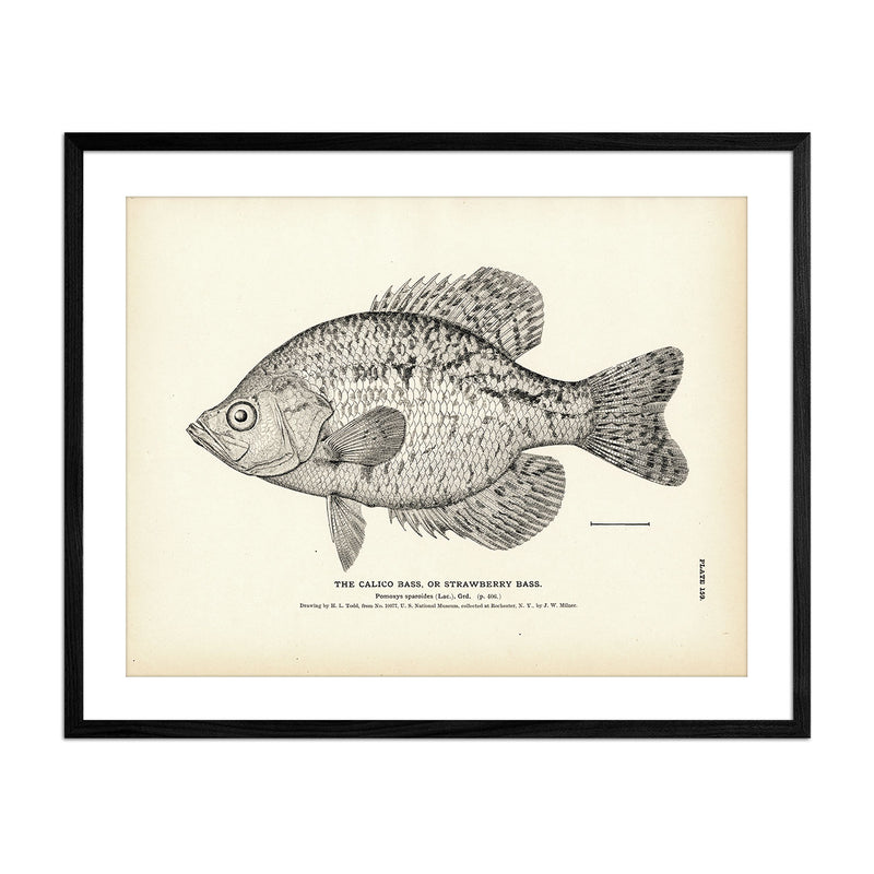 Calico Bass (Strawberry Bass) Art Print - Muir Way - Fisheries