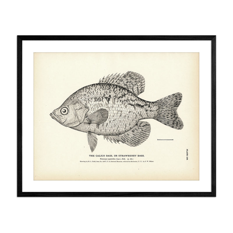 Vintage Calico Bass fish print