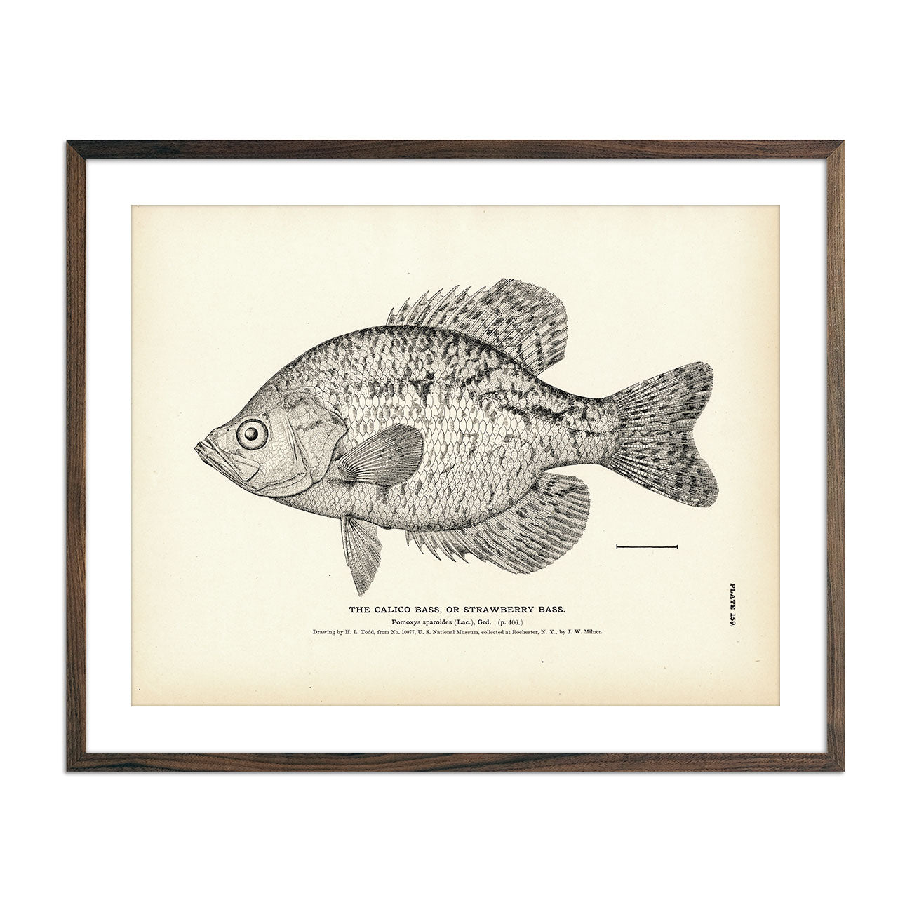 Vintage Calico Bass fish print