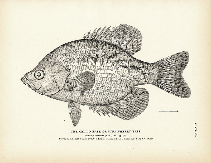 Calico Bass (Strawberry Bass) Art Print - Muir Way - Fisheries