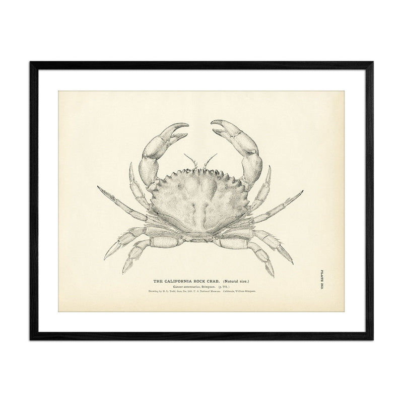 California Rock Crab Art Print - Muir Way - Fisheries