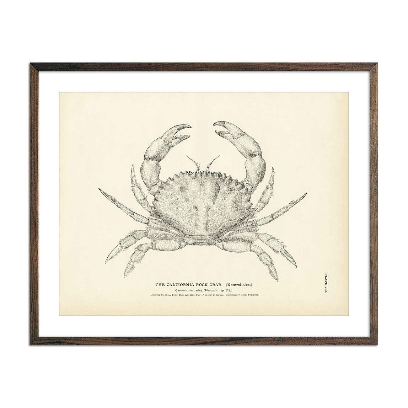 Vintage California Rock Crab fish print