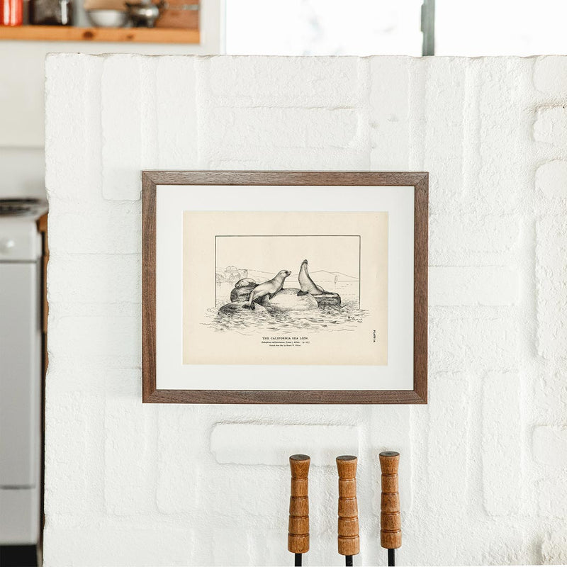 California Sea Lion Art Print - Muir Way - Fisheries