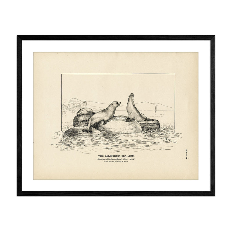 California Sea Lion Art Print - Muir Way - Fisheries