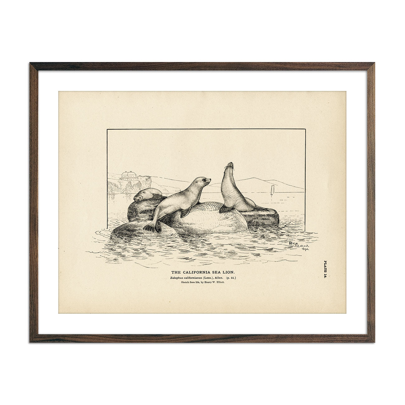 Vintage California Sea Lion fish print