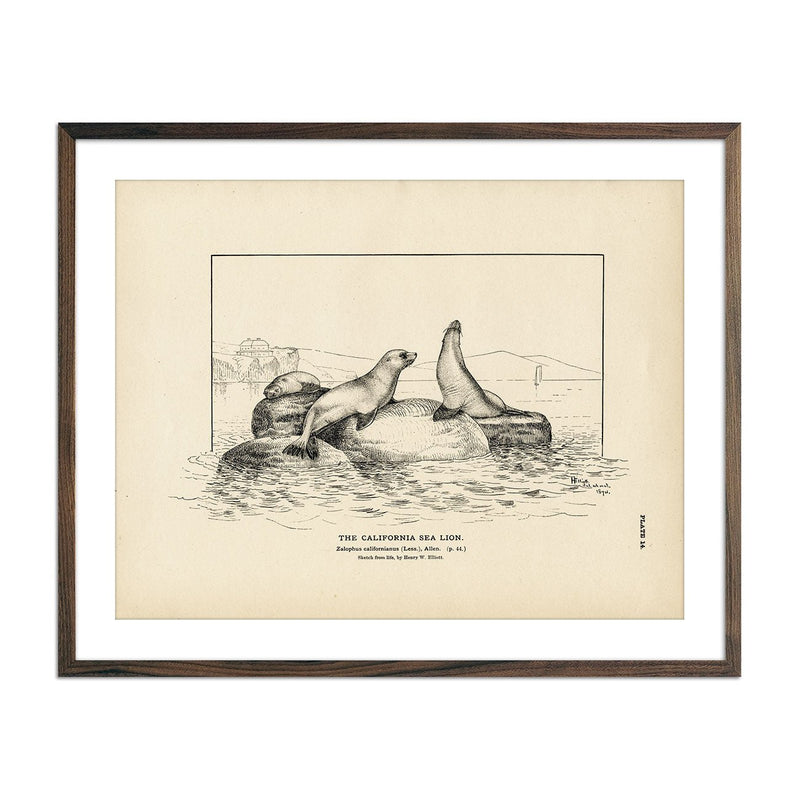 California Sea Lion Art Print - Muir Way - Fisheries