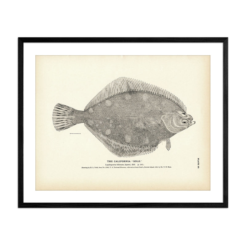 California "Sole" Art Print - Muir Way - Fisheries