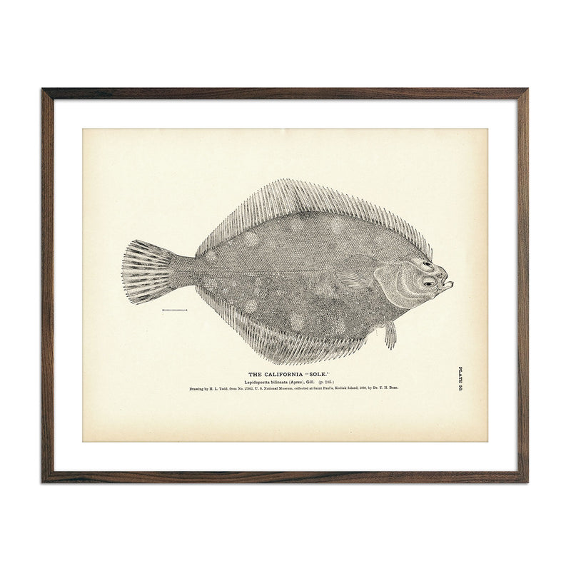 California "Sole" Art Print - Muir Way - Fisheries