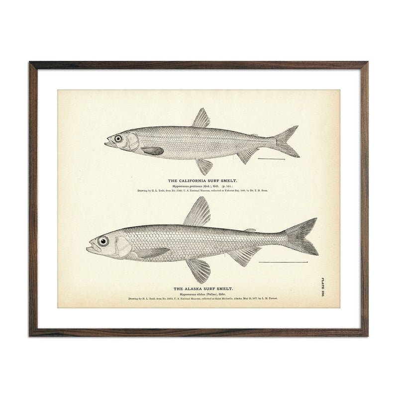 California Surf Smelt and Alaska Surf Smelt Art Print - Muir Way - Fisheries