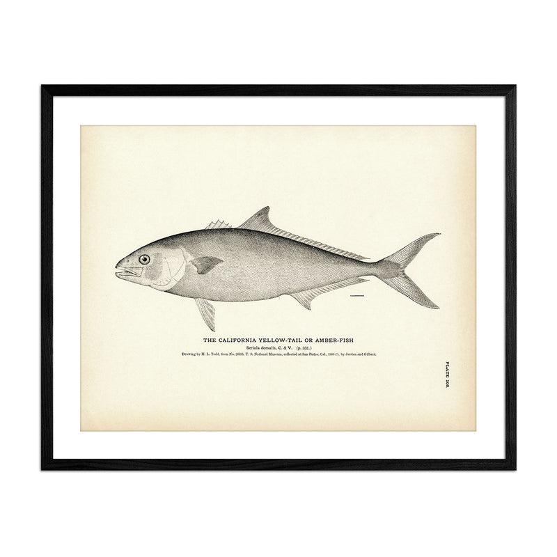 California Yellow - Tail (Amber - Fish) Art Print - Muir Way - Fisheries