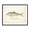 California Yellow-Tail (Amber-Fish) Art Print