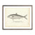 Vintage California Yellow-Tail fish print