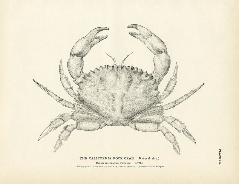 California Rock Crab Art Print - Muir Way - Fisheries