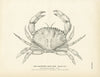 California Rock Crab Art Print