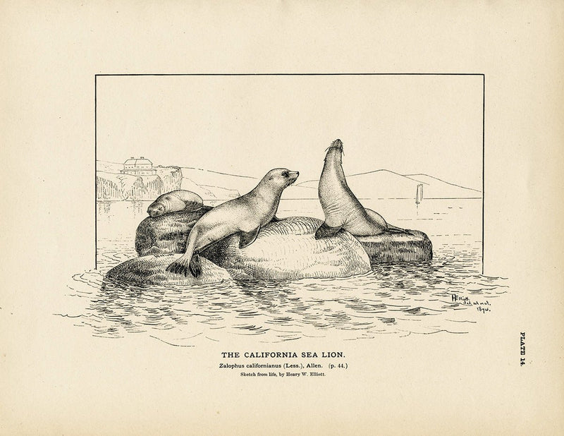 California Sea Lion Art Print - Muir Way - Fisheries