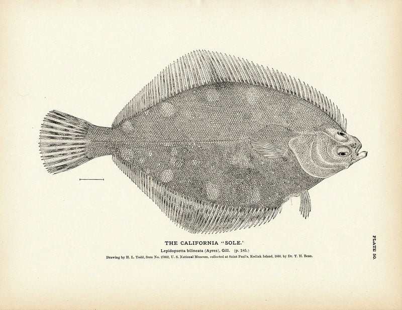 California "Sole" Art Print - Muir Way - Fisheries