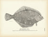 California "Sole" Art Print