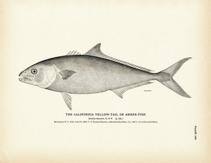 California Yellow - Tail (Amber - Fish) Art Print - Muir Way - Fisheries