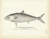 California Yellow-Tail (Amber-Fish) Art Print