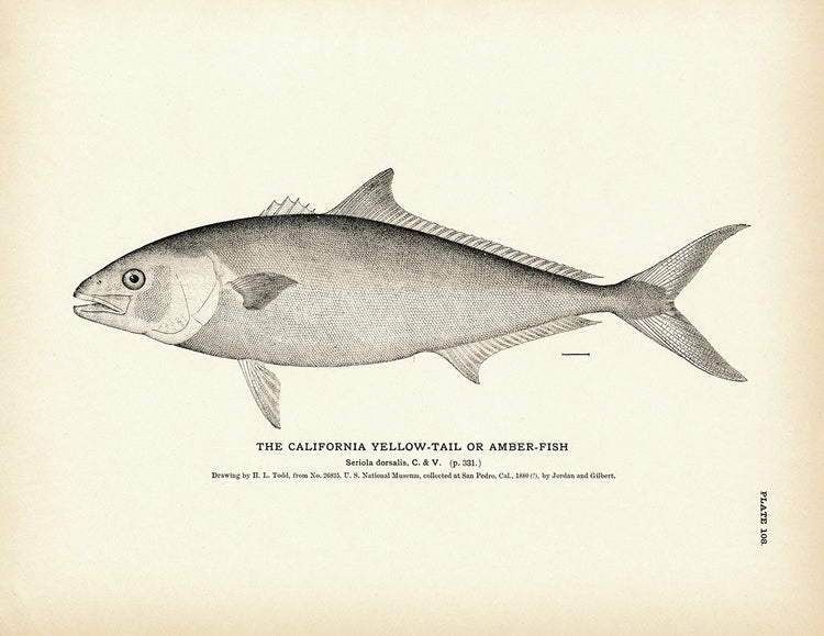 California Yellow-Tail (Amber-Fish) - 1884 Print