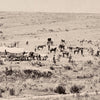 Camp of the Snake River Division at Fort Hall, Idaho, Yellowstone 1873