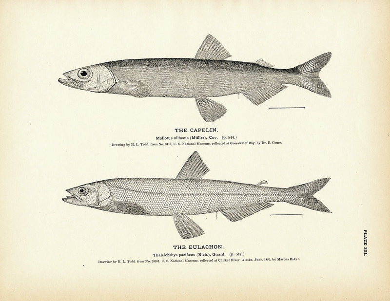 Capelin and Eulachon Art Print - Muir Way - Fisheries