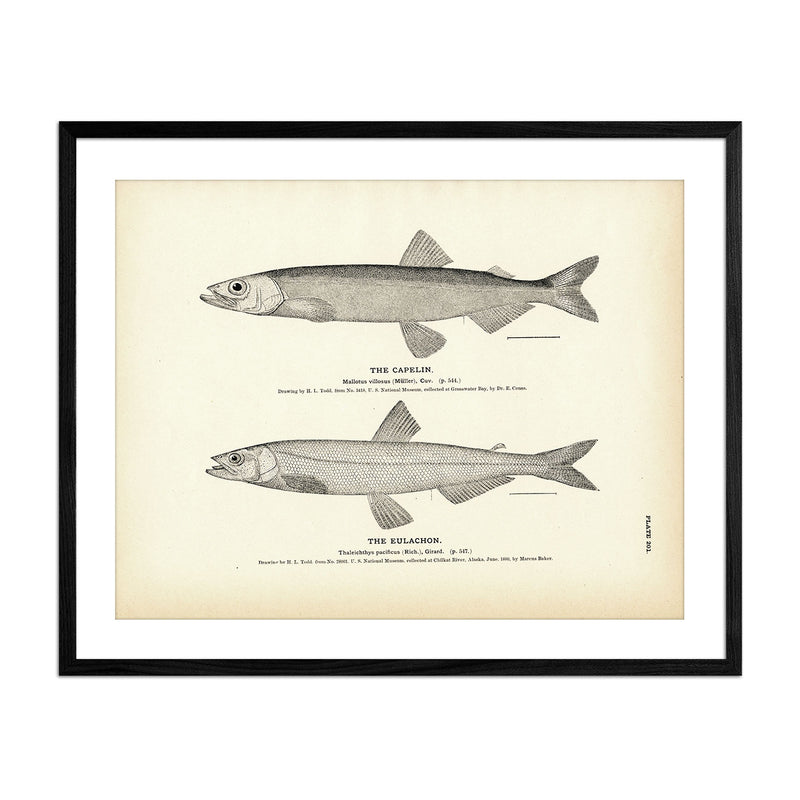 Capelin and Eulachon Art Print - Muir Way - Fisheries