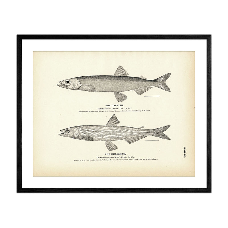 Vintage Capelin and Eulachon fish print