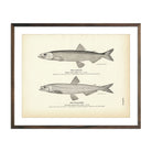 Vintage Capelin and Eulachon fish print