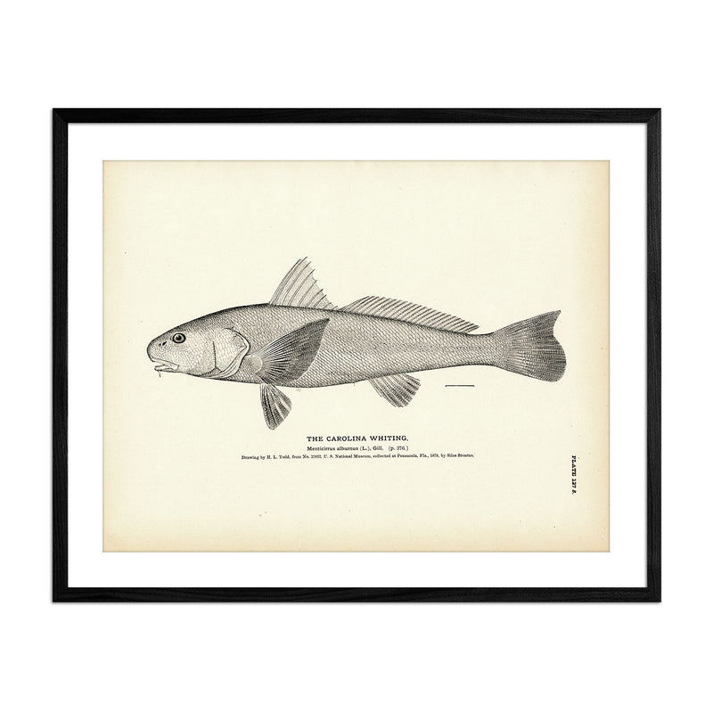 Carolina Whiting Art Print - Muir Way - Fisheries