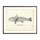 Vintage Carolina Whiting fish print