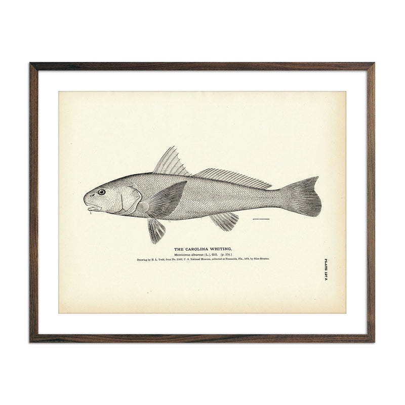 Carolina Whiting Art Print - Muir Way - Fisheries