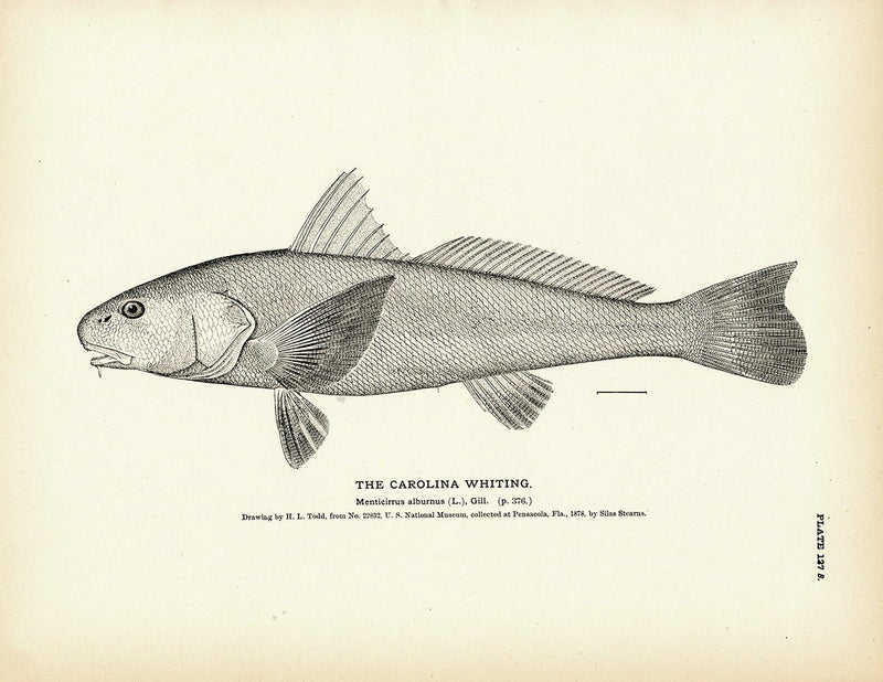 Carolina Whiting Art Print - Muir Way - Fisheries