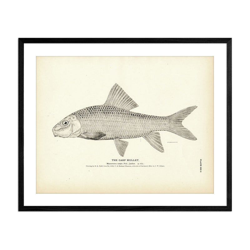 Vintage Carp Mullet fish print