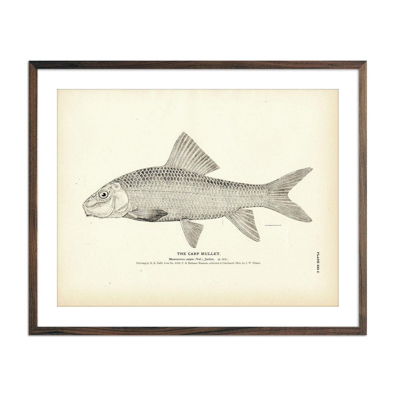 Vintage Carp Mullet fish print