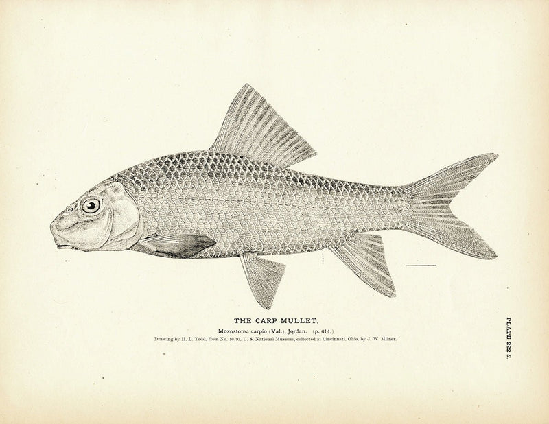 Carp Mullet Art Print - Muir Way - Fisheries