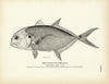 Cavally (Crevalle) Art Print