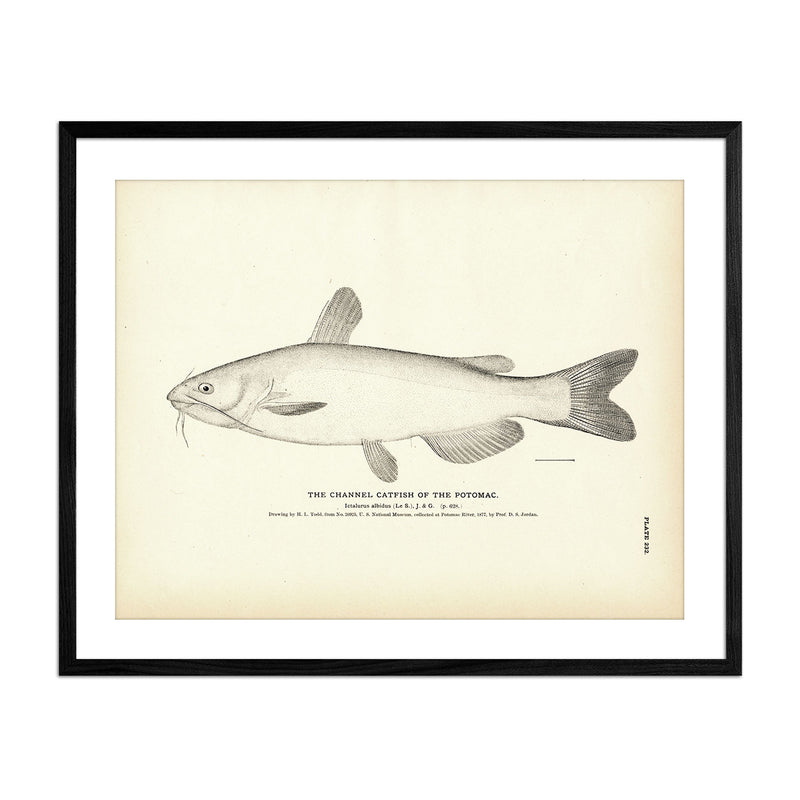 Channel Catfish Art Print - Muir Way - Fisheries