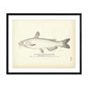 Channel Catfish Art Print