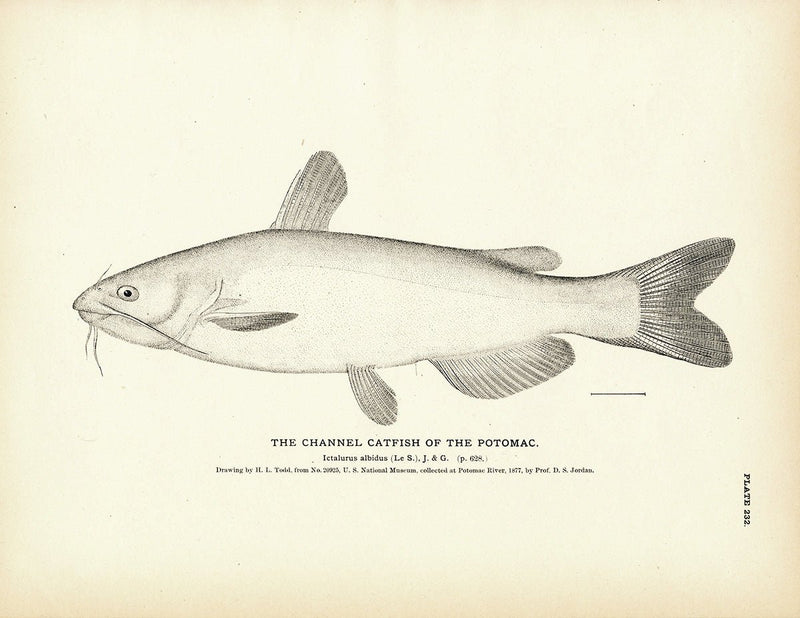 Channel Catfish Art Print - Muir Way - Fisheries
