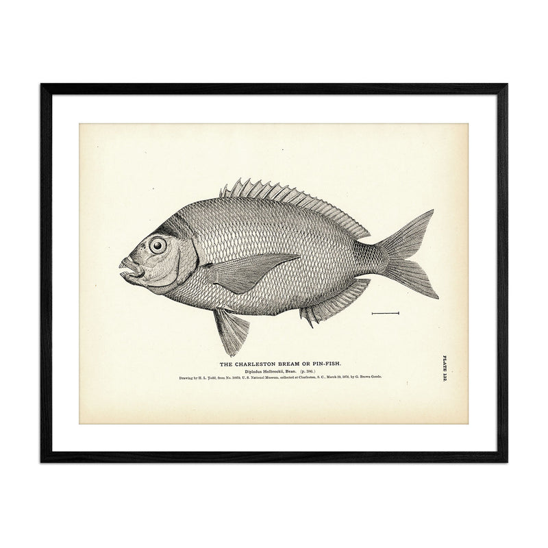 Charleston Bream (Pin - Fish) Art Print - Muir Way - Fisheries