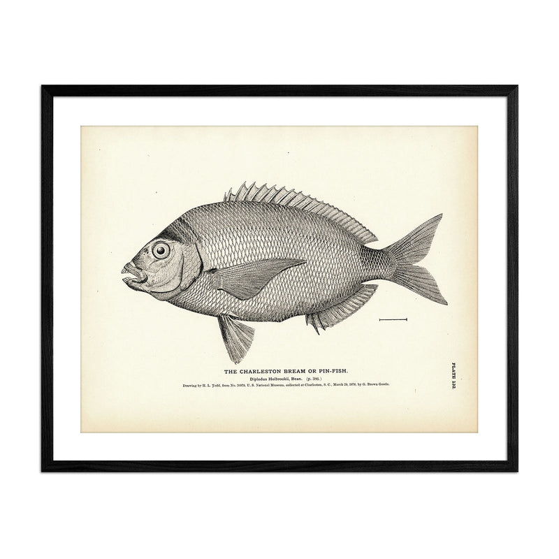 Vintage Charleston Bream fish print