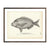 Vintage Charleston Bream fish print