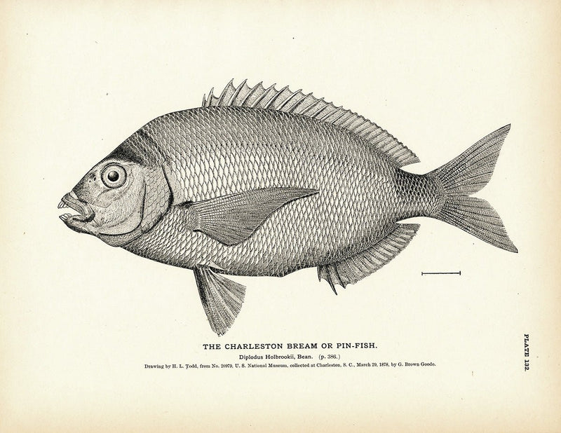 Charleston Bream (Pin - Fish) Art Print - Muir Way - Fisheries