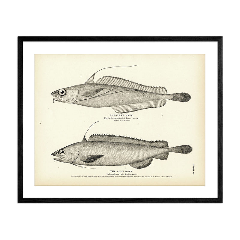 Chester's Hake and Blue Hake Art Print - Muir Way - Fisheries