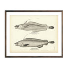 Vintage Chester's and Blue Hake fish print