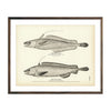 Vintage Chester's and Blue Hake fish print