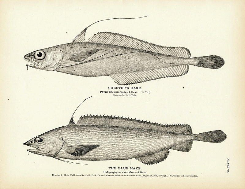 Chester's Hake and Blue Hake Art Print - Muir Way - Fisheries