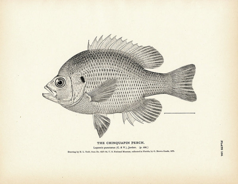 Chinquapin Perch Art Print - Muir Way - Fisheries